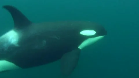 Killer Whale Stock Footage 170357759