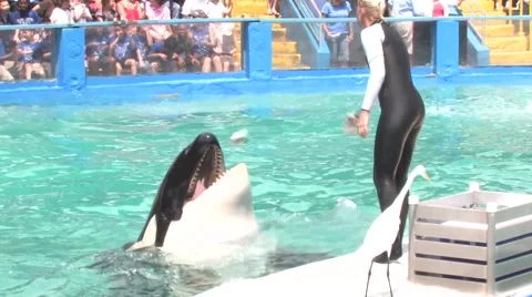 Killer Whale Gets Fed Stock Footage 59568312