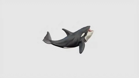 Killer Whale idle 2 Stock Footage 320952935