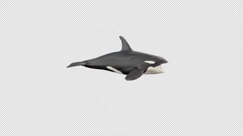 Killer Whale idle Stock Footage 320952933