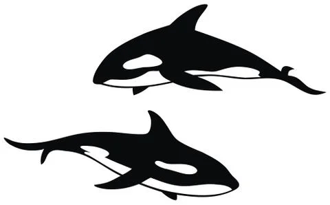 Killer whale Stock Illustration