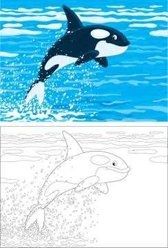 Killer whale Stock Illustration