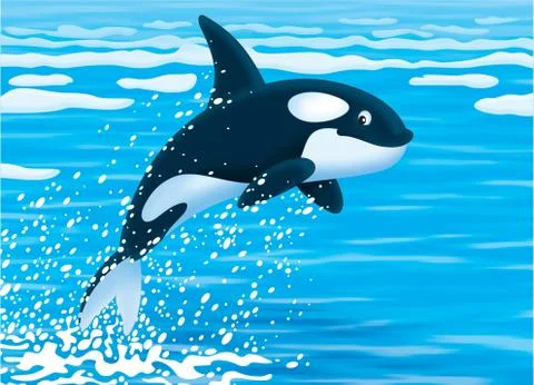 Killer whale Stock Illustration