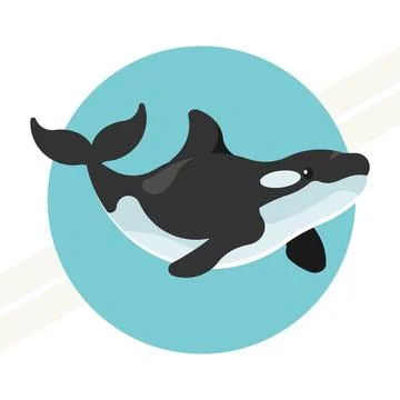 Killer-whale Stock Illustration