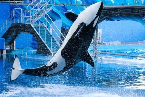 Killer whale jumping Stock Photos