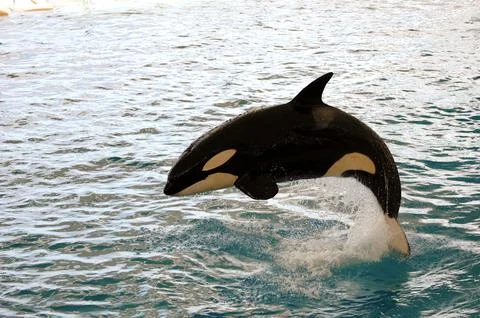 Killer whale jumping Stock Photos