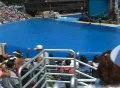Killer whale jumps and splashes Video