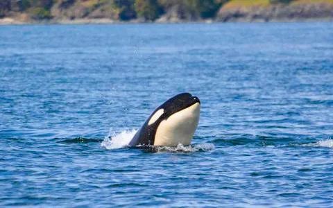 A killer whale is looking on the surface Stock Photos