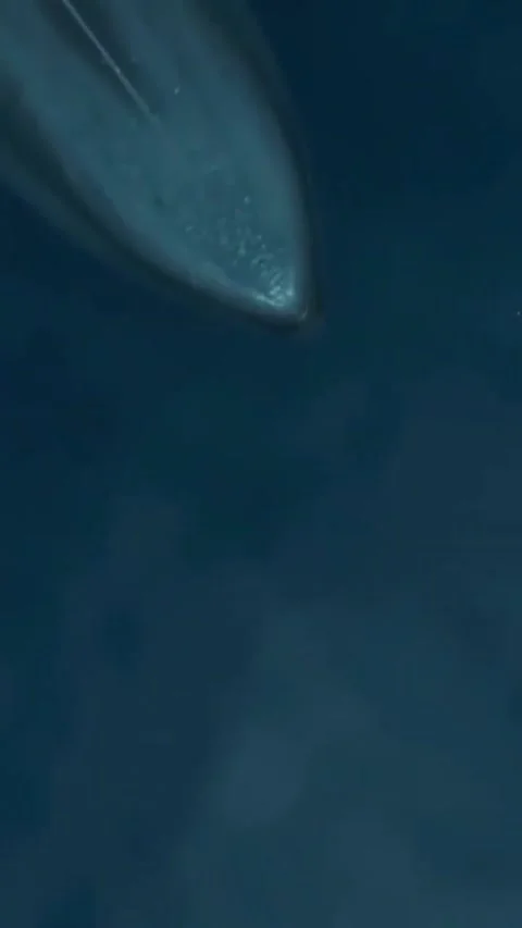 Killer whale movement in Indian ocean Stock Footage 170720280