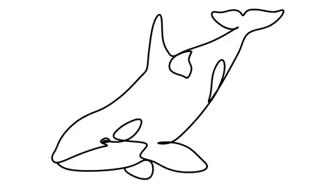 Killer whale one line drawing , black lines on a white background Stock-Footage 128417535