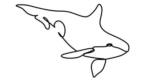 Killer whale one line drawing , black lines on a white background. Stock-Footage 128417549