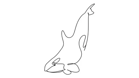 Killer whale one line drawing , black lines on a white background. Stock-Footage 128417566