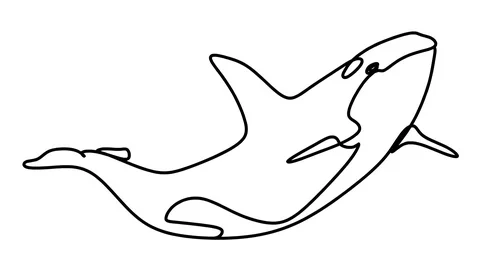 Killer whale one line drawing , black lines on a white background. Stock-Footage 128417573