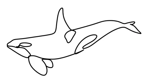 Killer whale one line drawing , black lines on a white background. Video stock 128417595