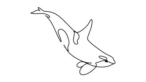 Killer whale one line drawing , black lines on a white background Stock-Footage 128417683
