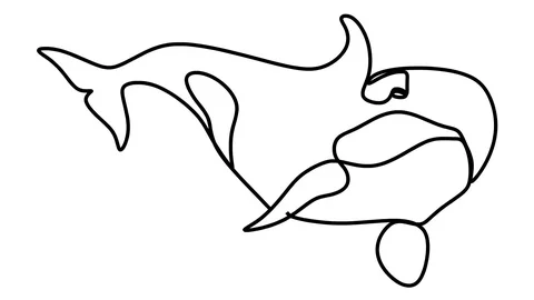 Killer whale one line drawing , black lines on a white background Stock-Footage 128417704