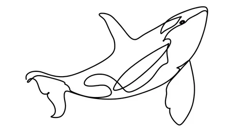 Killer whale one line drawing , black lines on a white background Stock-Footage 128418197