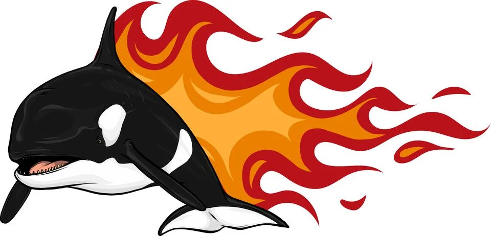 Killer Whale or Orca vector illustration design Ilustración de archivo