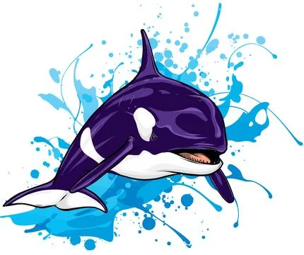 Killer Whale or Orca vector illustration design Illustrazione stock