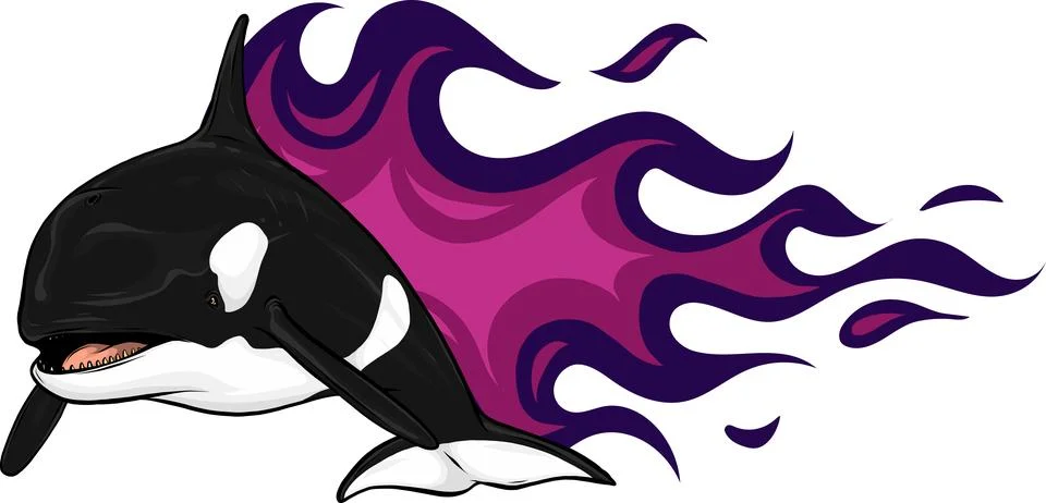Killer Whale or Orca vector illustration design Ilustración de archivo