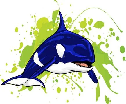 Killer Whale or Orca vector illustration design Ilustración de archivo