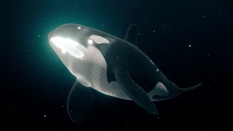 Killer Whale Orca 4k Stock Footage 146730082