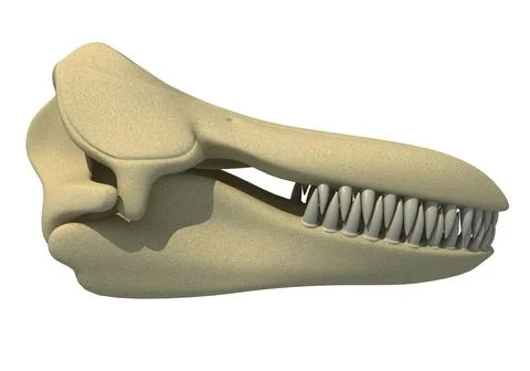 Killer Whale Orca Skull 3D Model