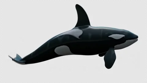 Killer whale orcas swimming Loop sideview Vidéo 244566680