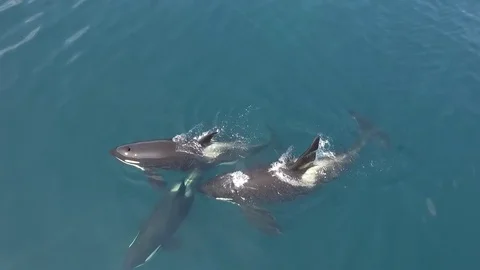 Killer whale.  (Orcinus orca). 動画素材 81377340