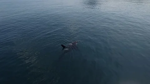 Killer whale.  (Orcinus orca). Stock Footage 81499249