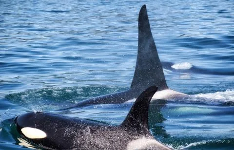 Killer Whale - (Orcinus Orca). Killer whale off the coast of Kamchatka, Russi Stock Photos