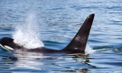 Killer Whale - (Orcinus Orca). Killer whale off the coast of Kamchatka, Russi Stock Photos