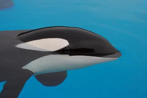 Killer whale Stock Photos