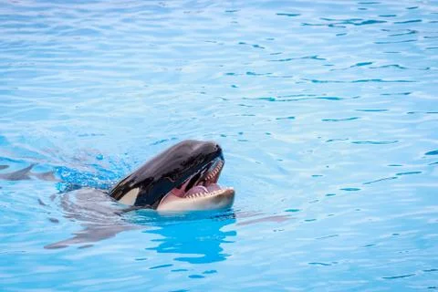 Killer Whale Stock Photos