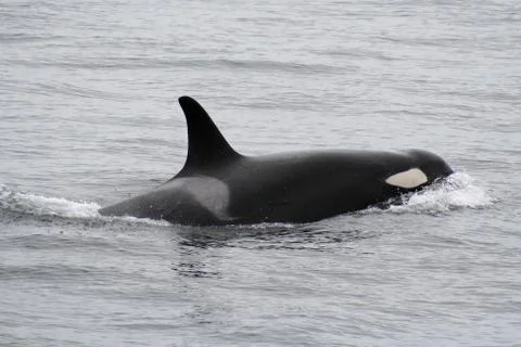 Killer whale Stock Photos