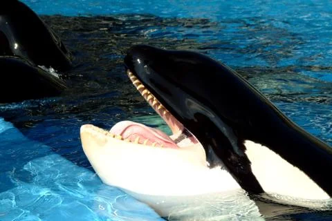 Killer Whale. Stock Photos