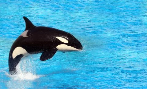 Killer Whale Stock Photos
