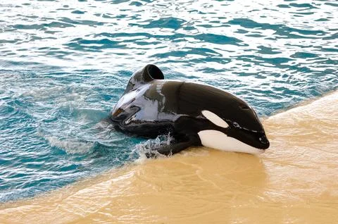 Killer whale Stock Photos