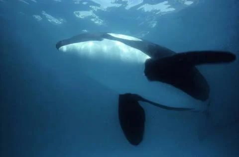 Killer Whale Stock Photos