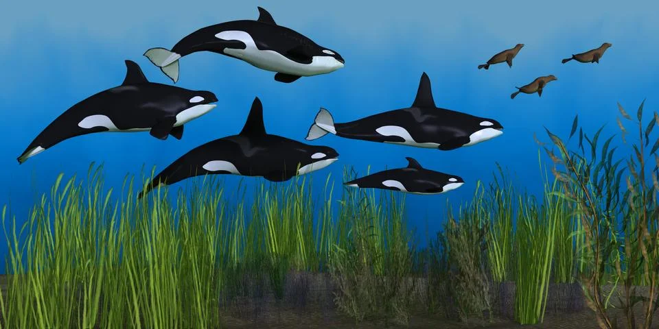 Killer whale pod Stock Illustration