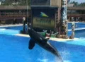 Killer whale super splash Footage
