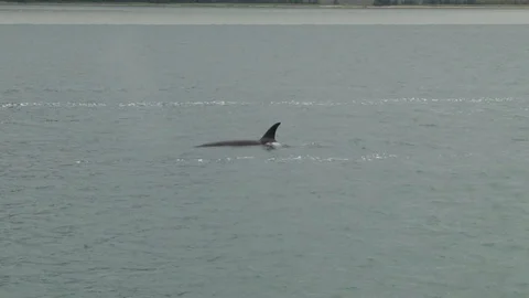 Killer Whale Surfacing Stock Footage 85536262