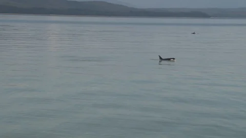 Killer Whale Surfacing Stock Footage 85536275
