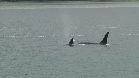 Killer Whale Surfacing Stock Footage 85562008