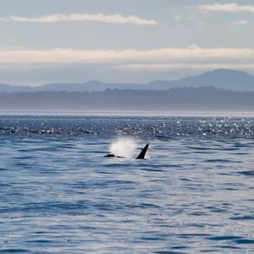 Killer whale surfacing Stock Photos