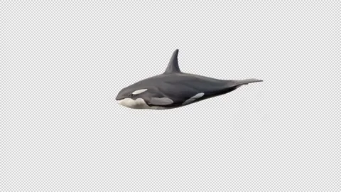 Killer Whale swim Stock Footage 321816959
