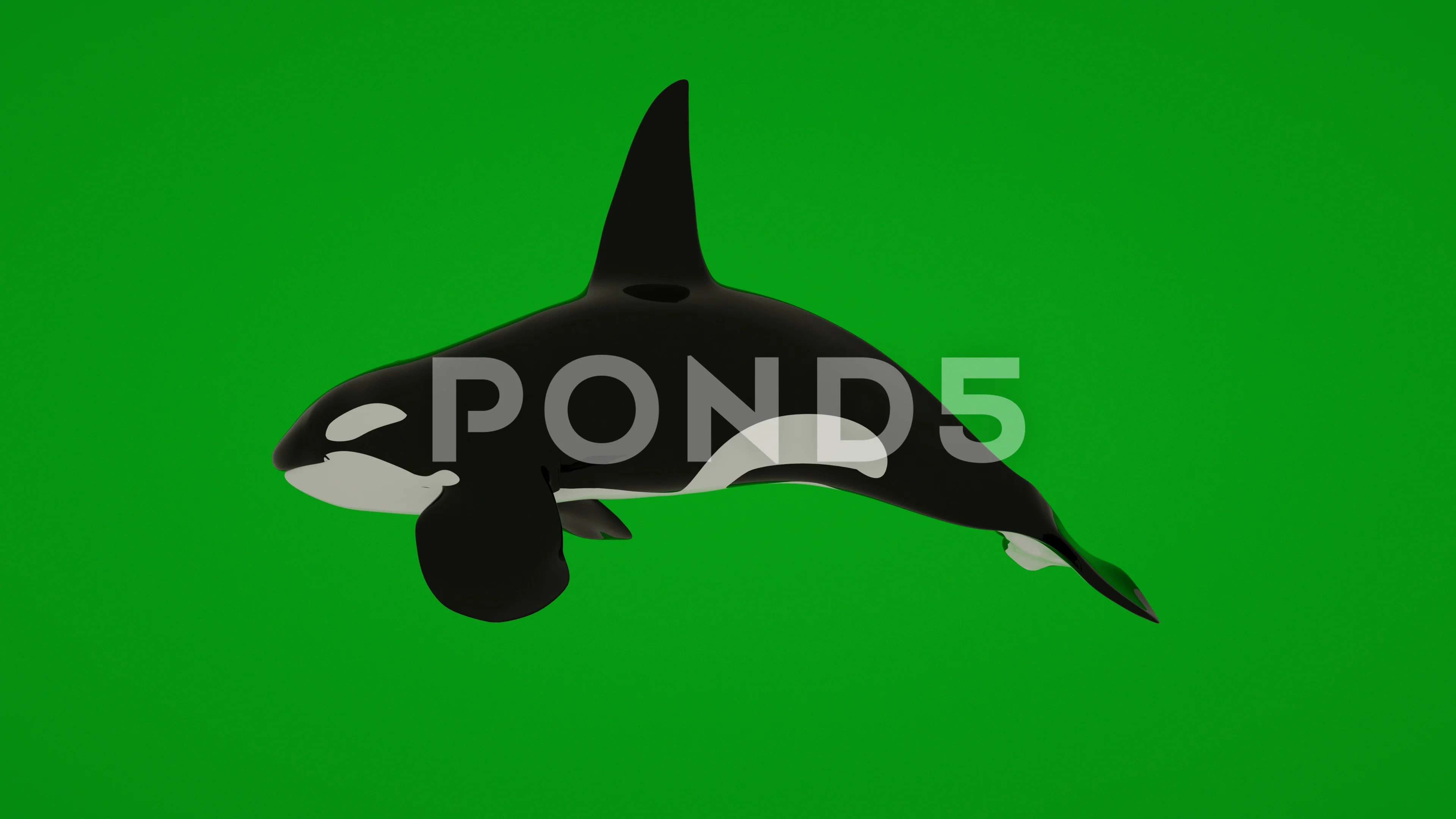 Killer Whale swimming animation isolated... | Stock Video | Pond5