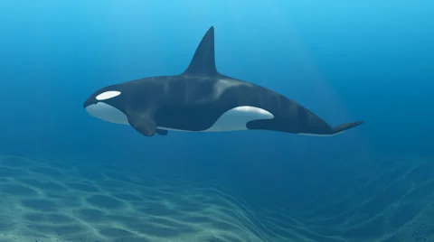 Killer Whale Swimming Seamlees Loop With Matte Stock Footage 33391510