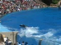 Killer whale tail splashing Footage