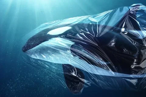 Killer whale trapped in plastic 写真素材